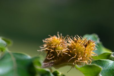 Fagus sylvatica 'Quercifolia' - buk lesní - plod